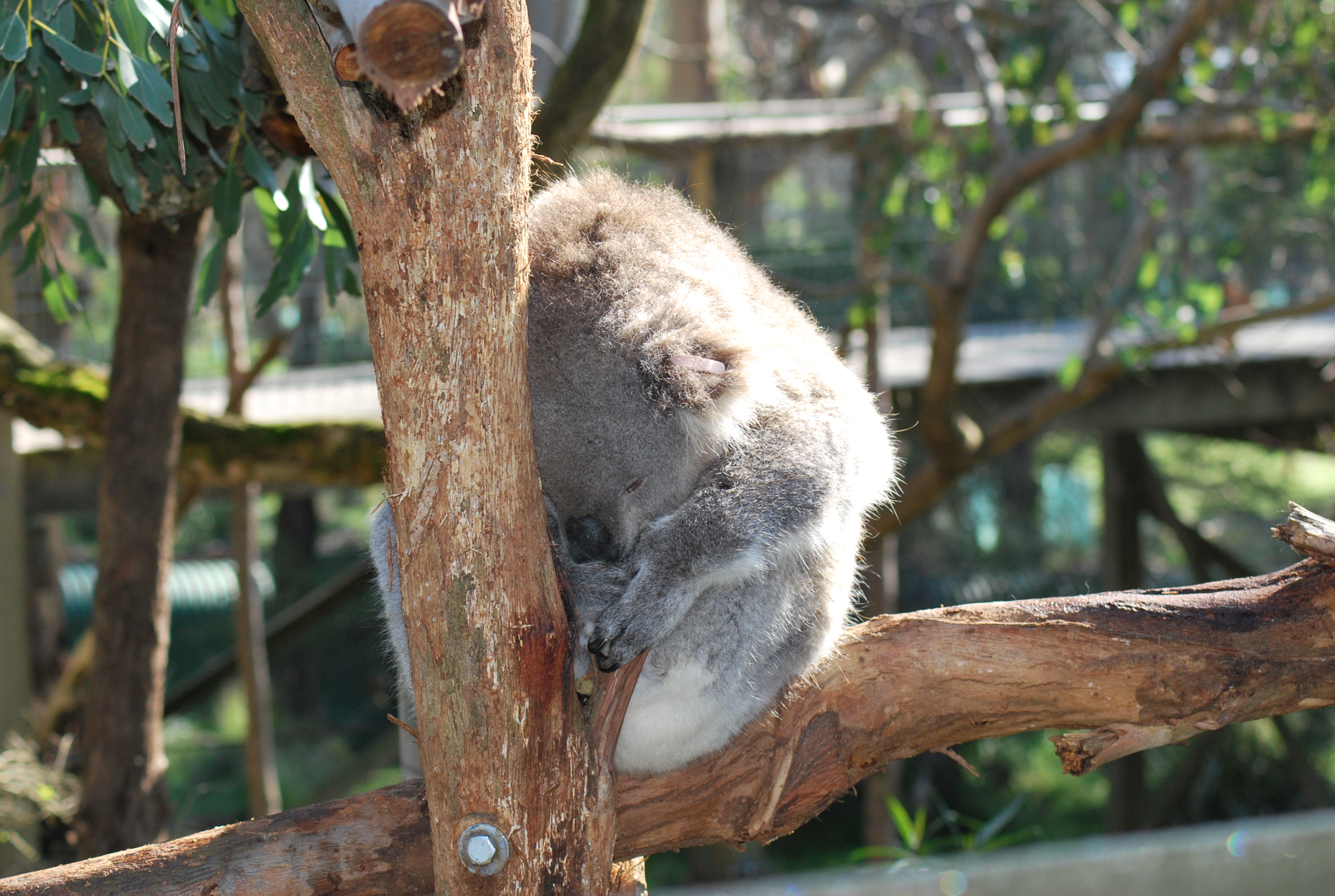 koala che dorme su un albero