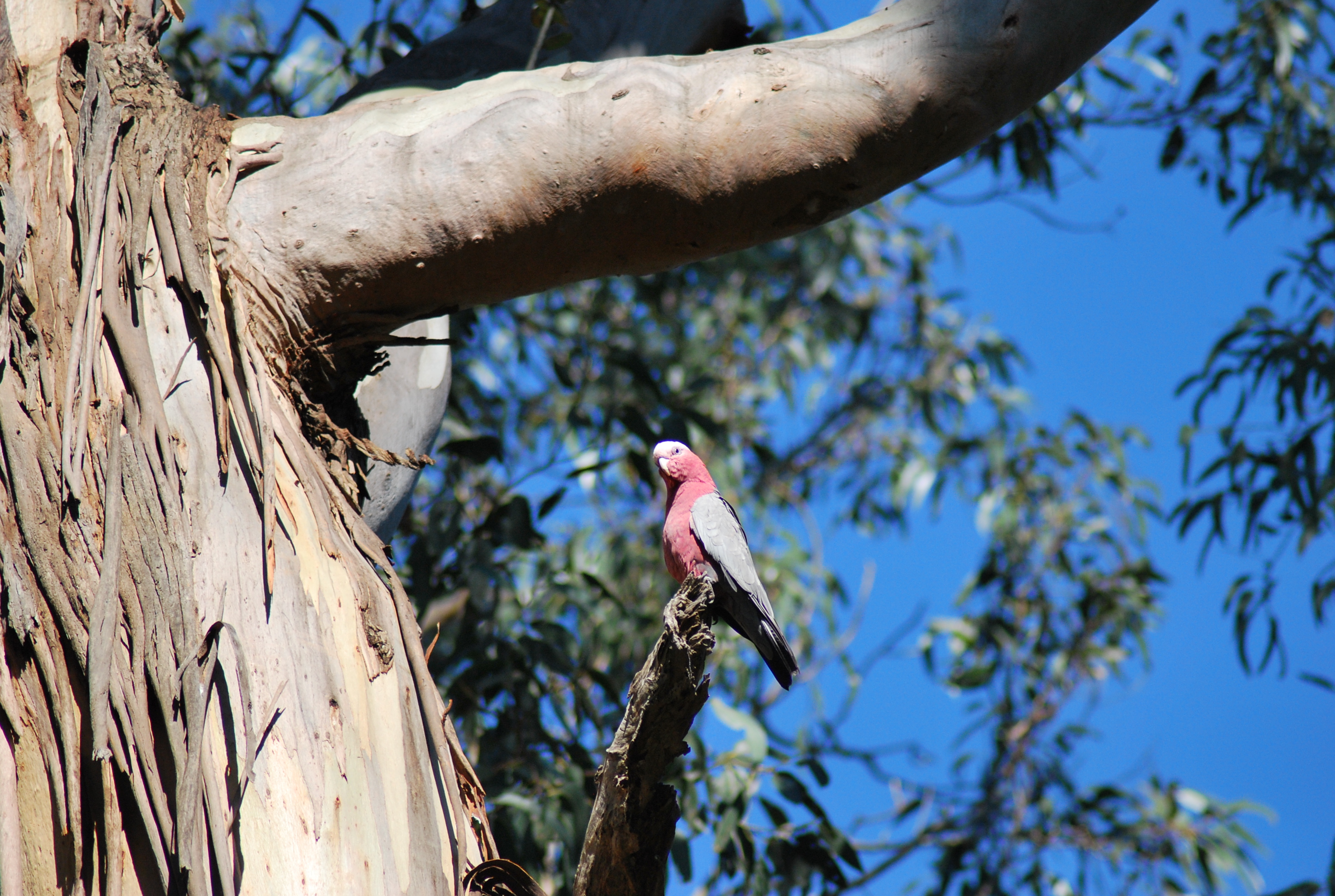 pappagallo rosa galah su un ramo