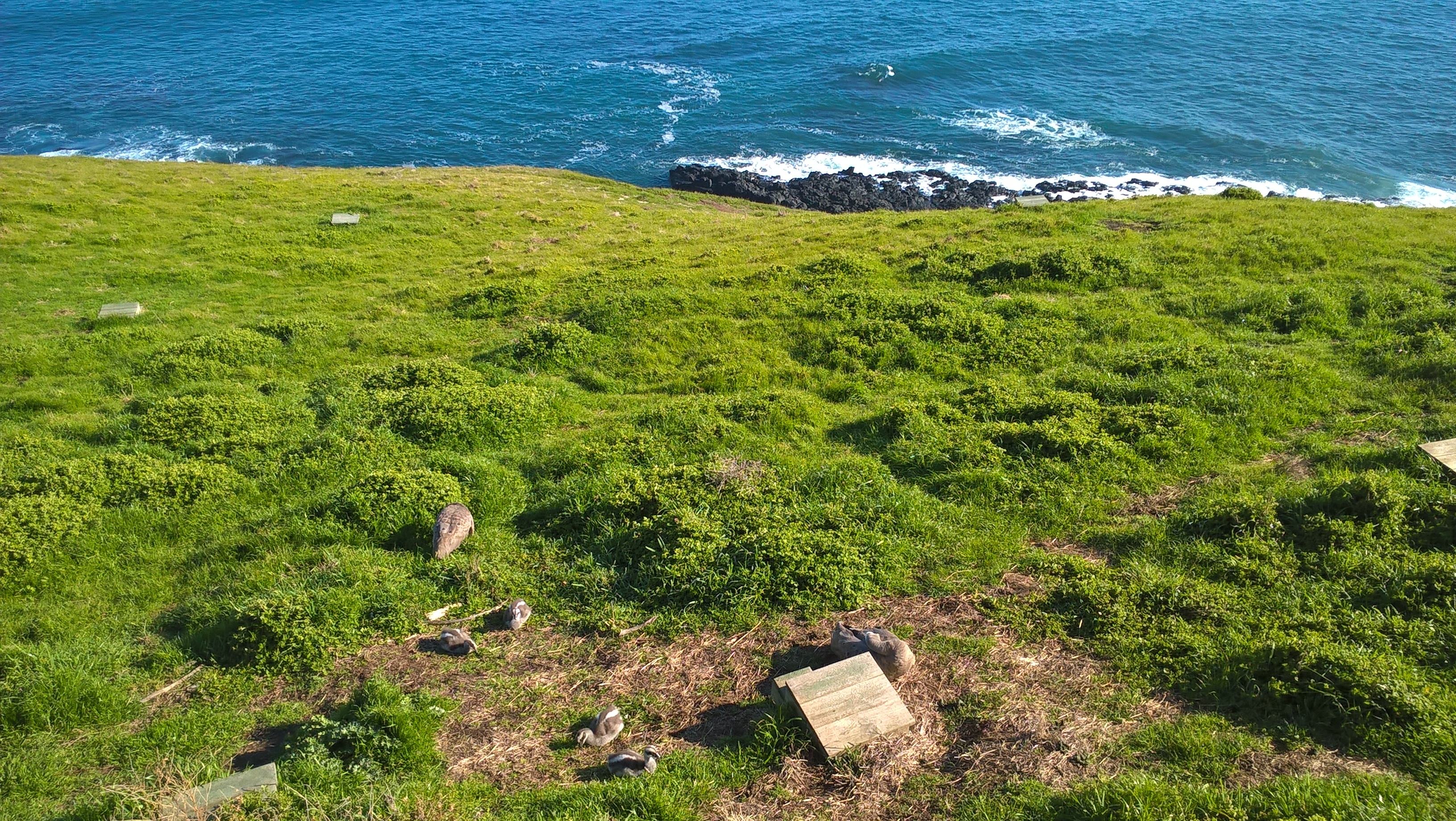 Phillip Island: casetta per l'oca di Cape Barren, in riva al mare