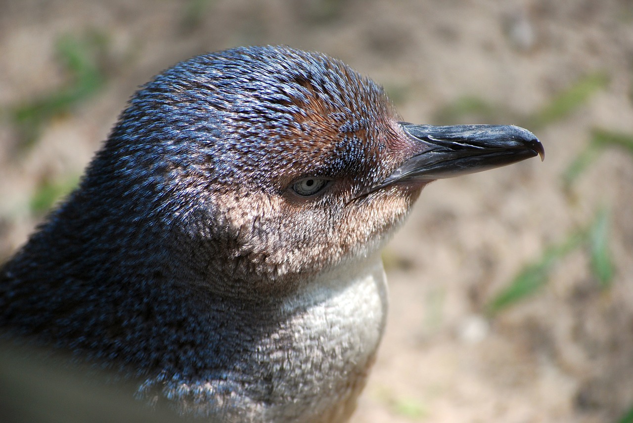 piccolo-pinguino-blu-pinguino-minore-blu-primo-piano