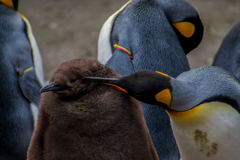 pinguini imperatore giovane e vecchio