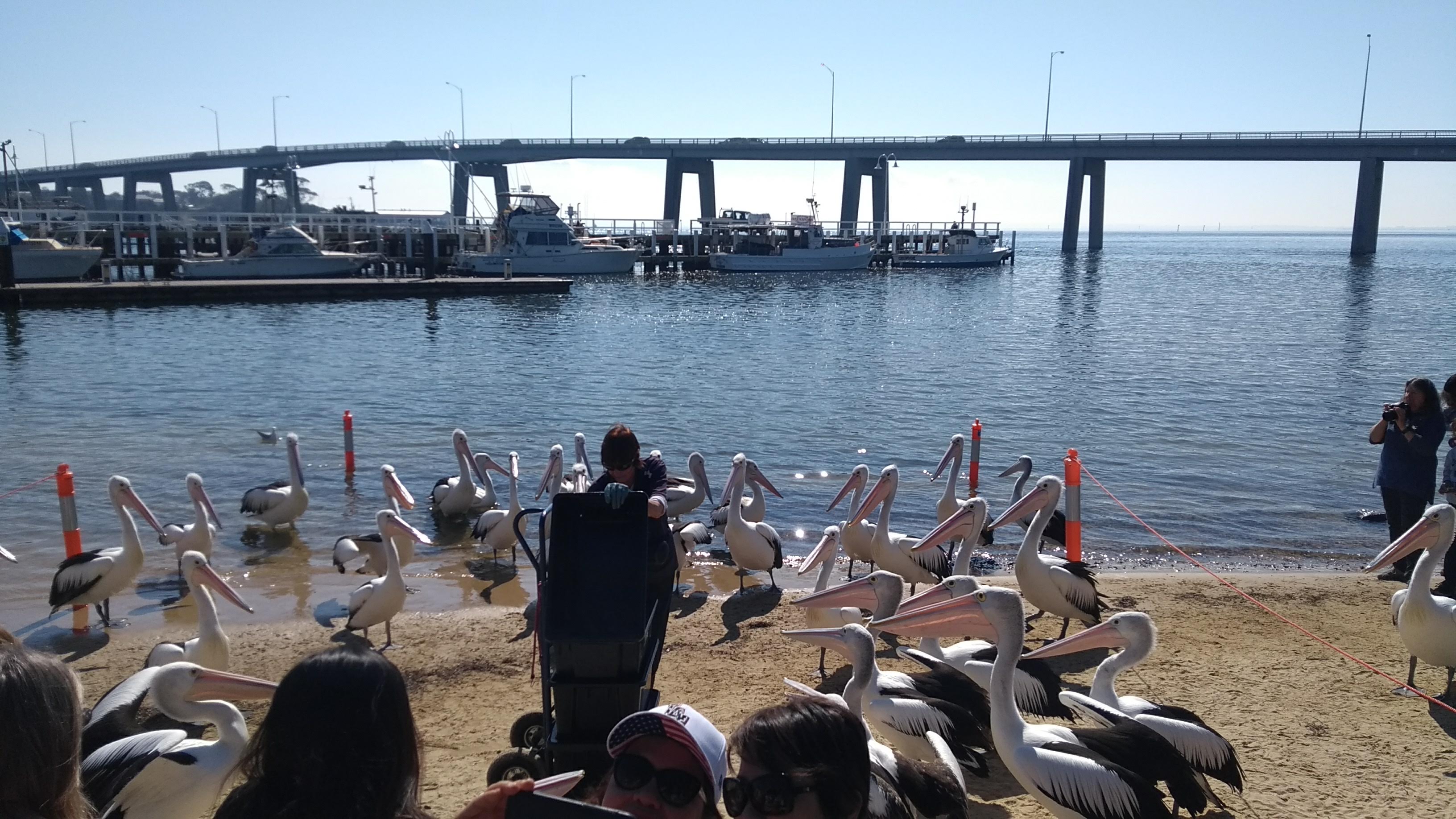 san-remo-pellicani-e-ranger-pelican-feeding