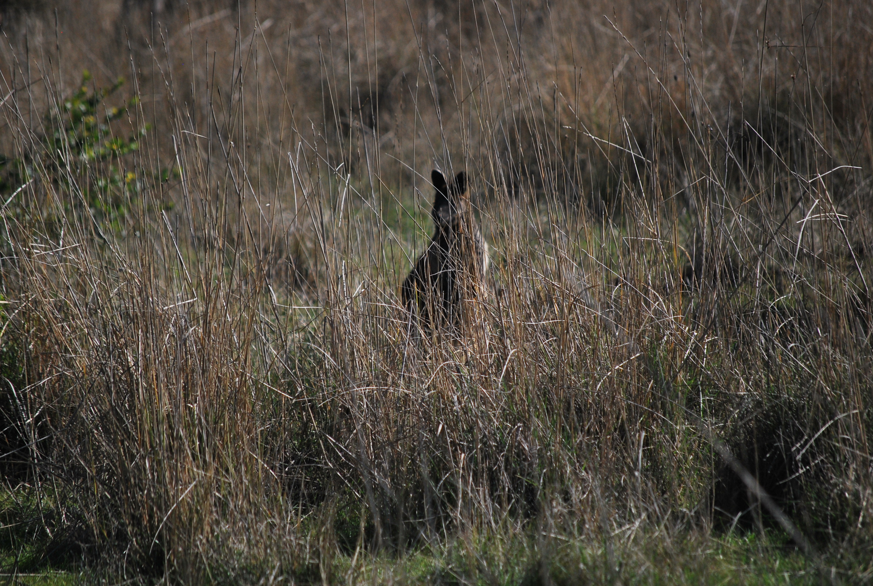wallaby sagoma nel bush