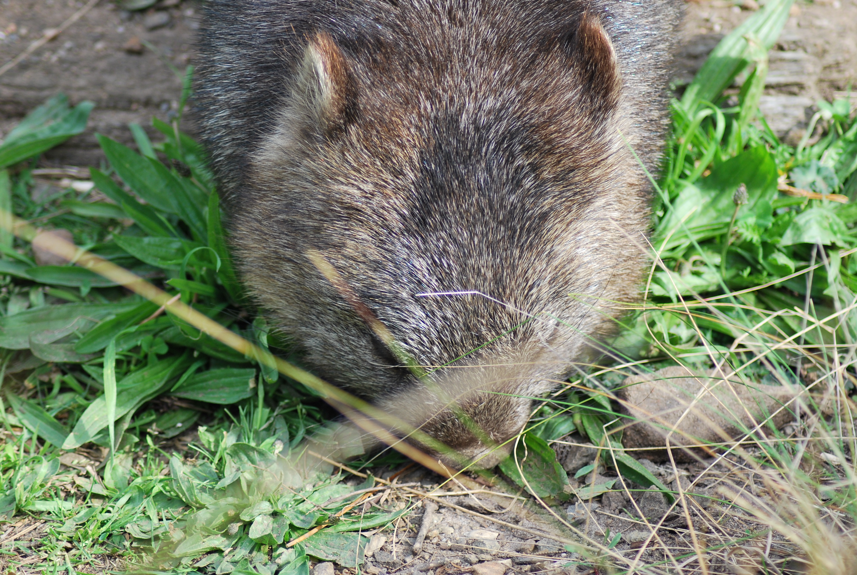wombat-che-fiuta-nel-terreno