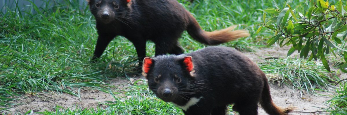 diavoli-della-tasmania