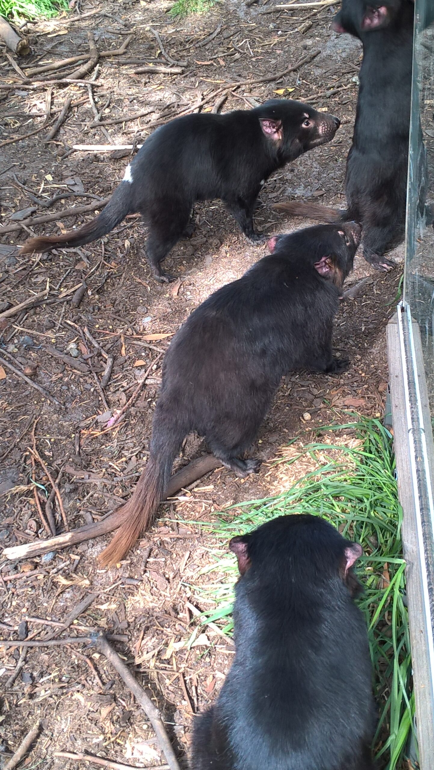 diavoli-della-tasmania-aspettano-il-cibo