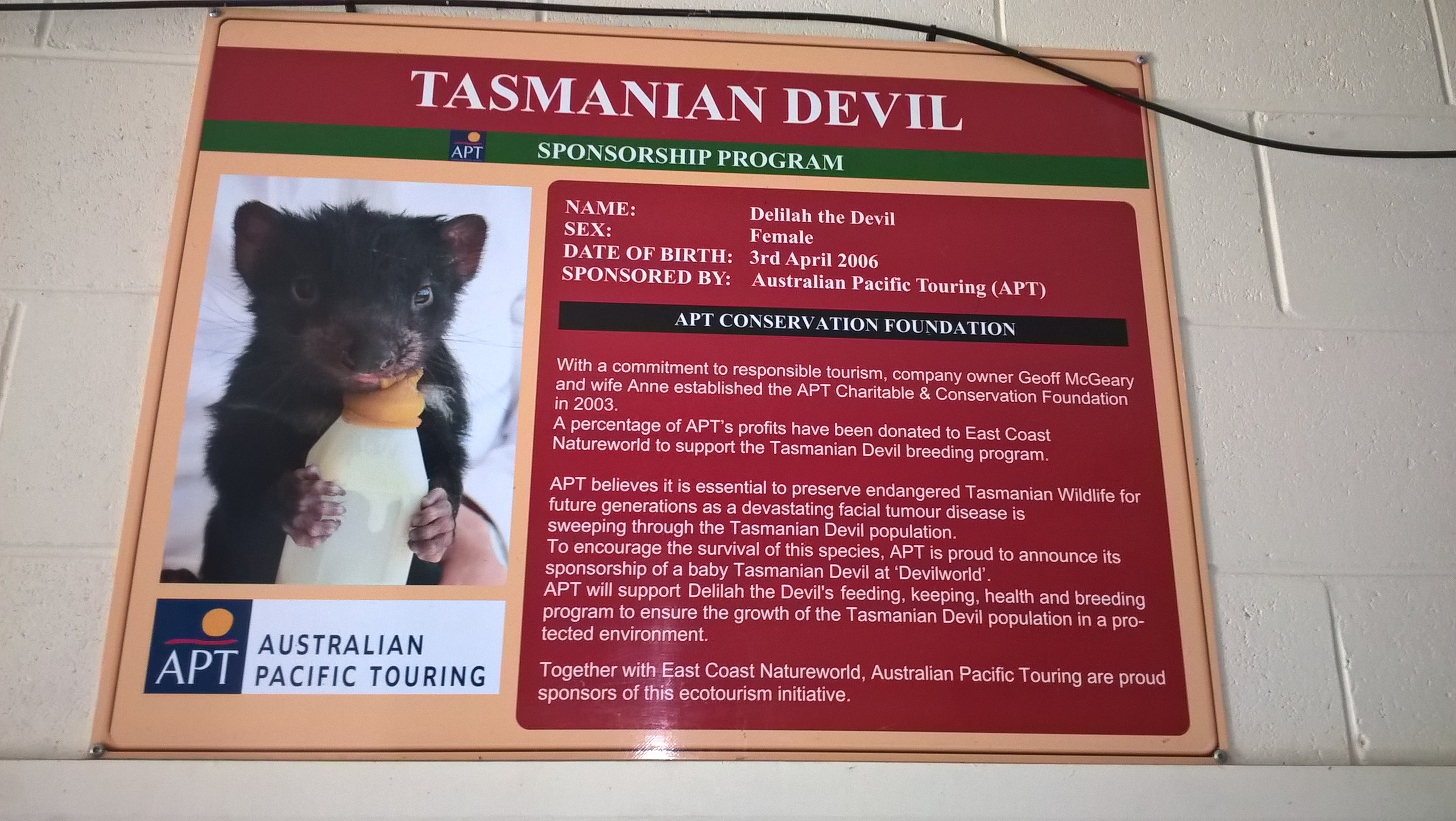 diavolo-della-tasmania-pannello-di-sponsorizzazione