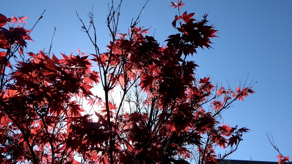 sole-dietro-a-foglie-rosse