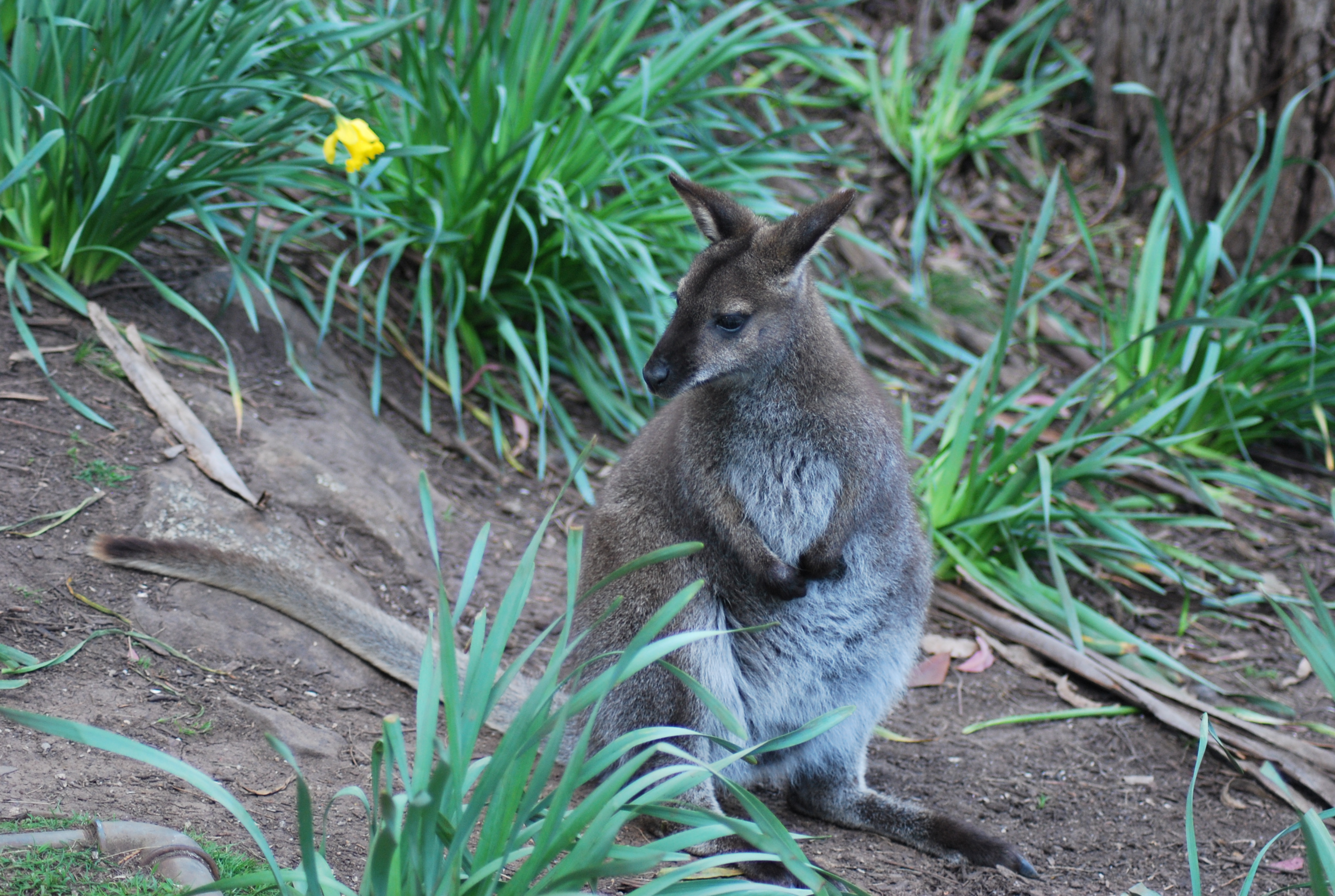 Wallaby in Tasmania