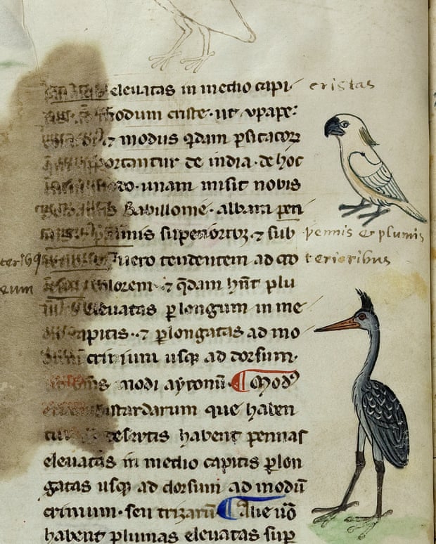 pappagallo cacatua bianco su manoscritto medievale