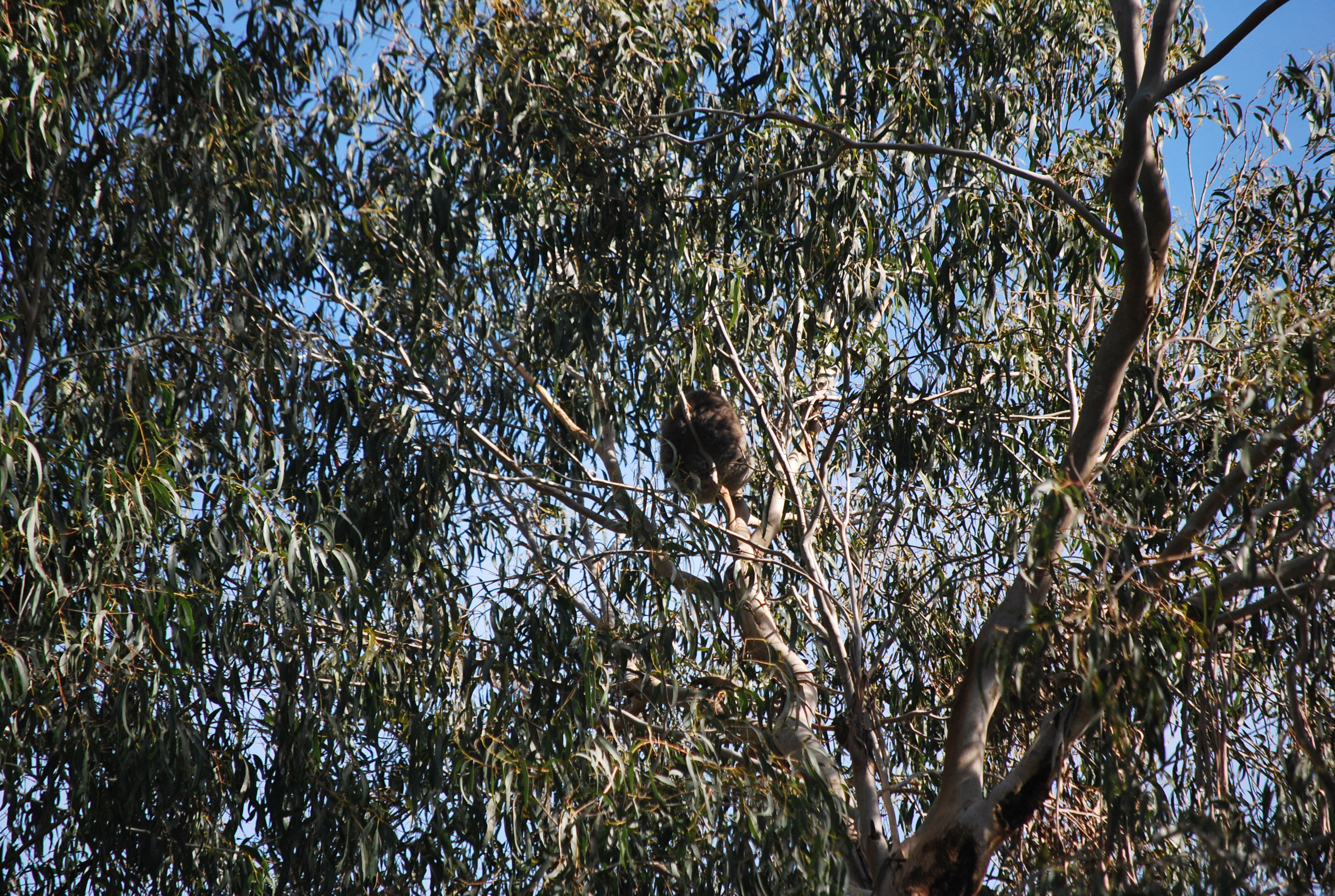 koala che dorme su un lontano eucalipto a Hanging Rock