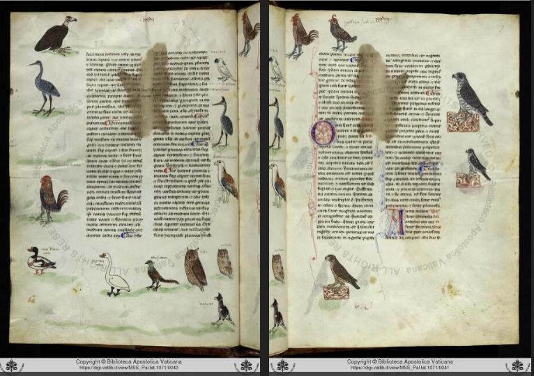 De Arte Venandi cum Avibus - pagine manoscritto con uccelli