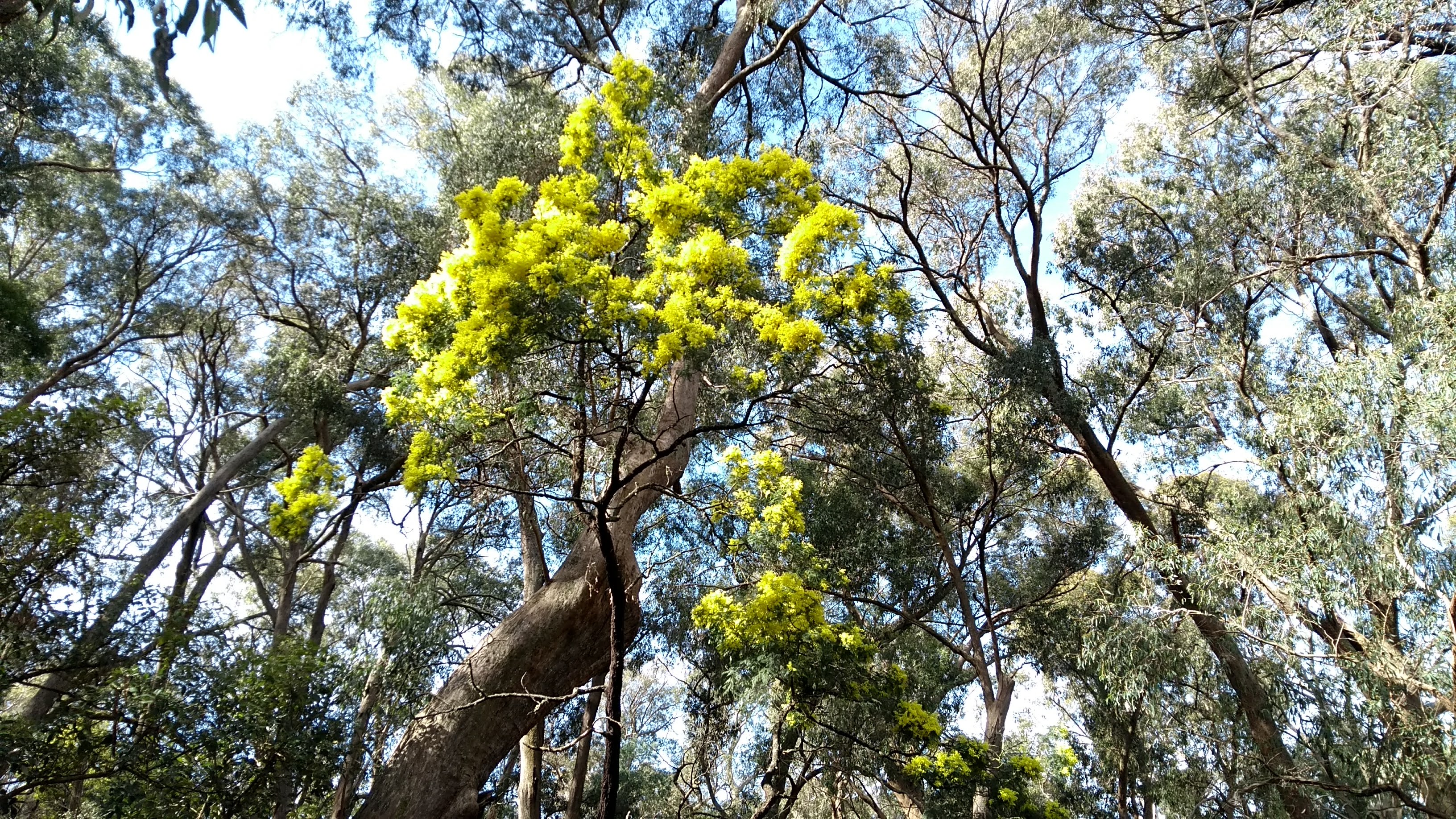 acacia mimosa tra gli eucalipti