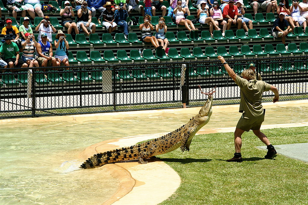 Steve Irwin nutre un coccodrillo all'Australia Zoo