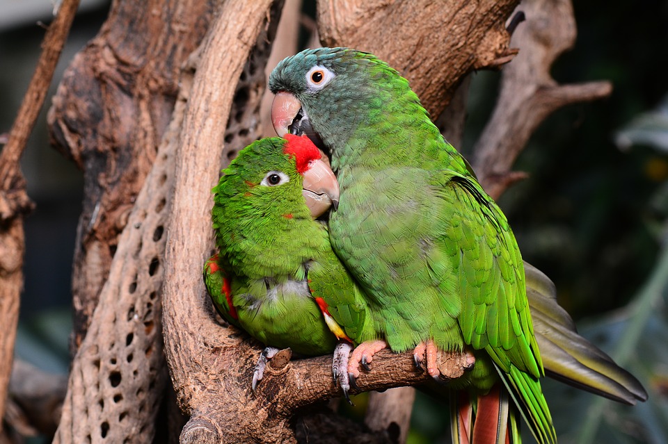 coppia di pappagallini innamorati