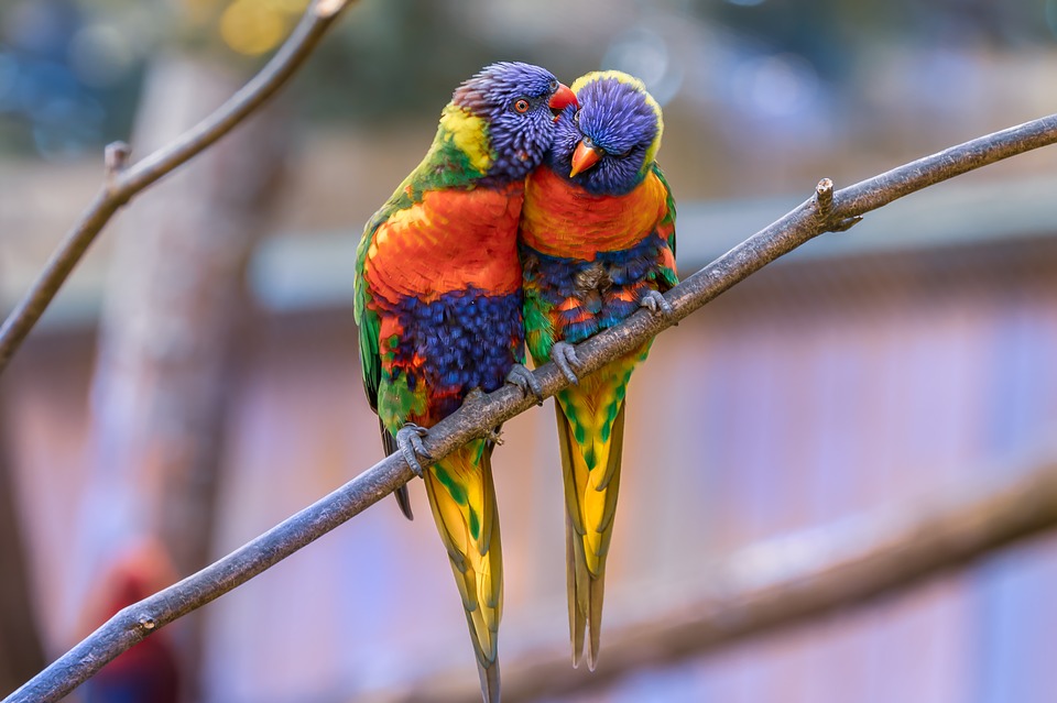 coppia di pappagallini lorichetti innamorati