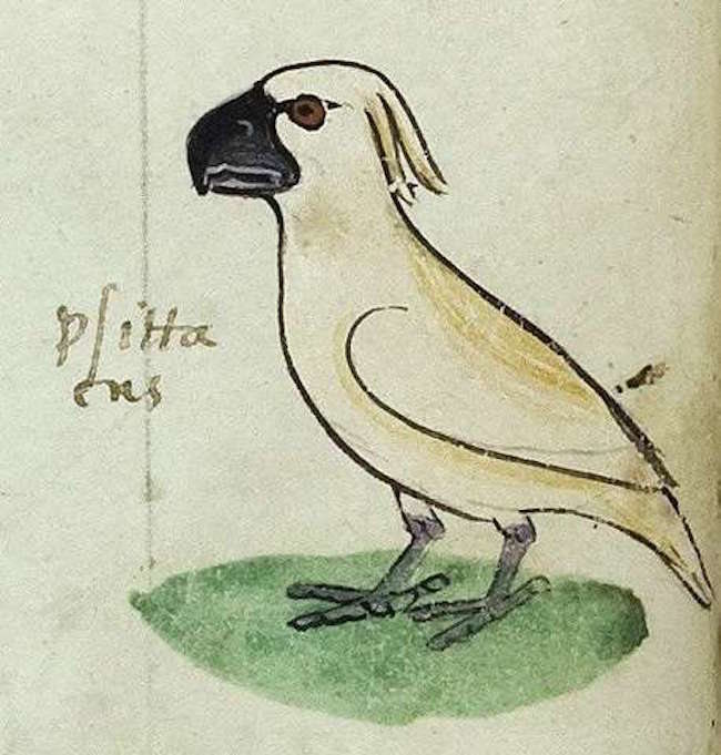 il primo pappagallo cacatua rappresentato nell'arte europea