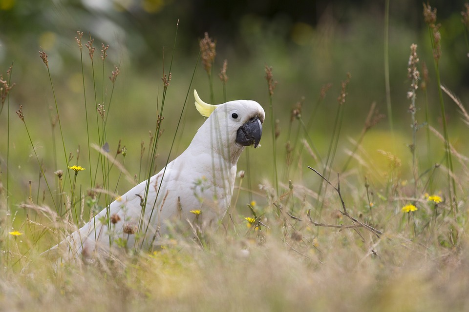 pappagallo cacatua bianco con crestina all'indietro nel prato