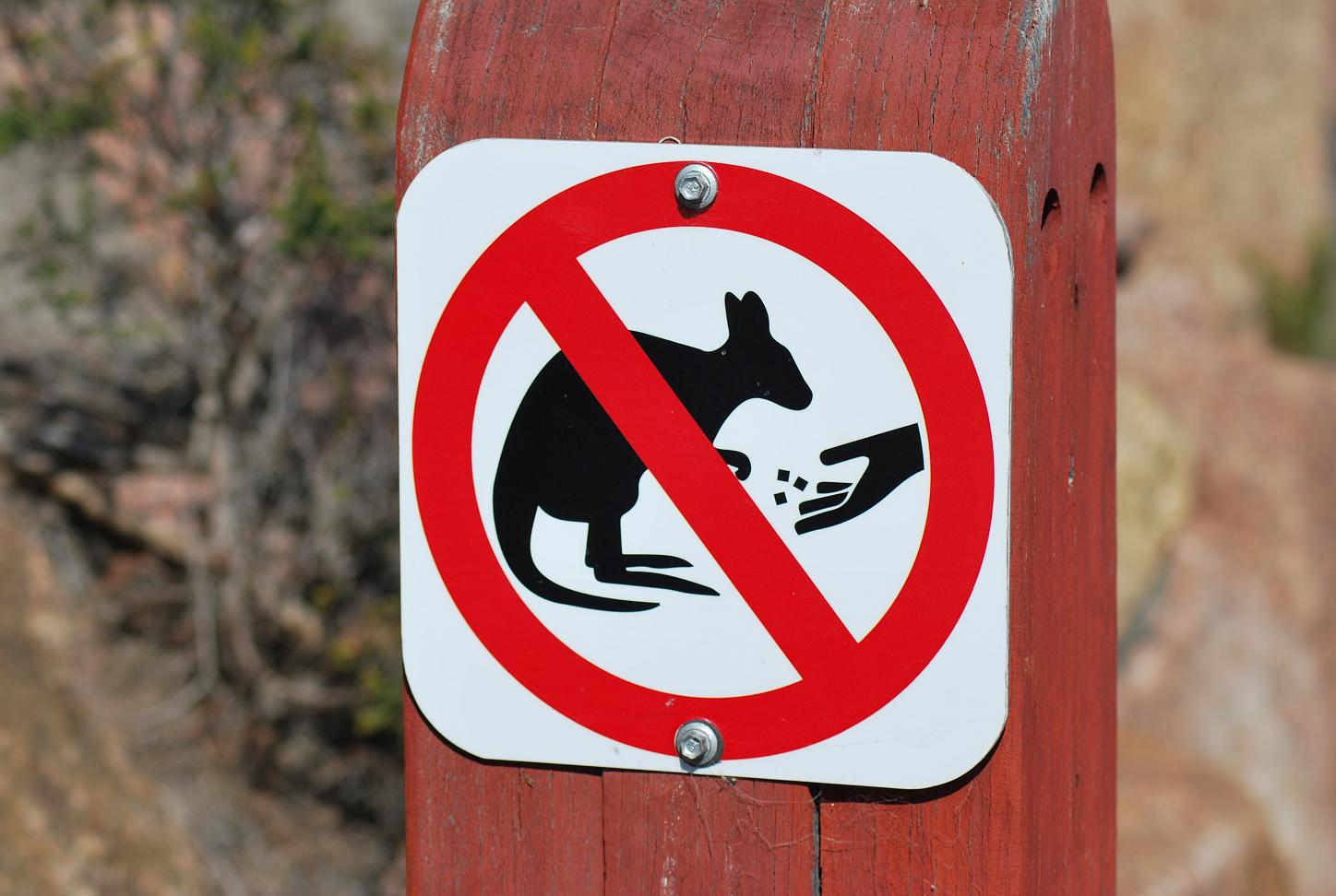 cartello con divieto di nutrire canguri e wallaby