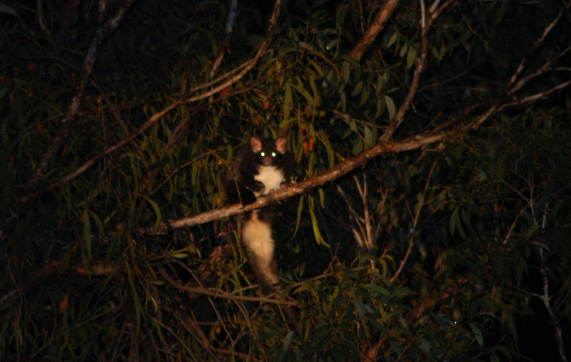 petauro maggiore su un albero di notte