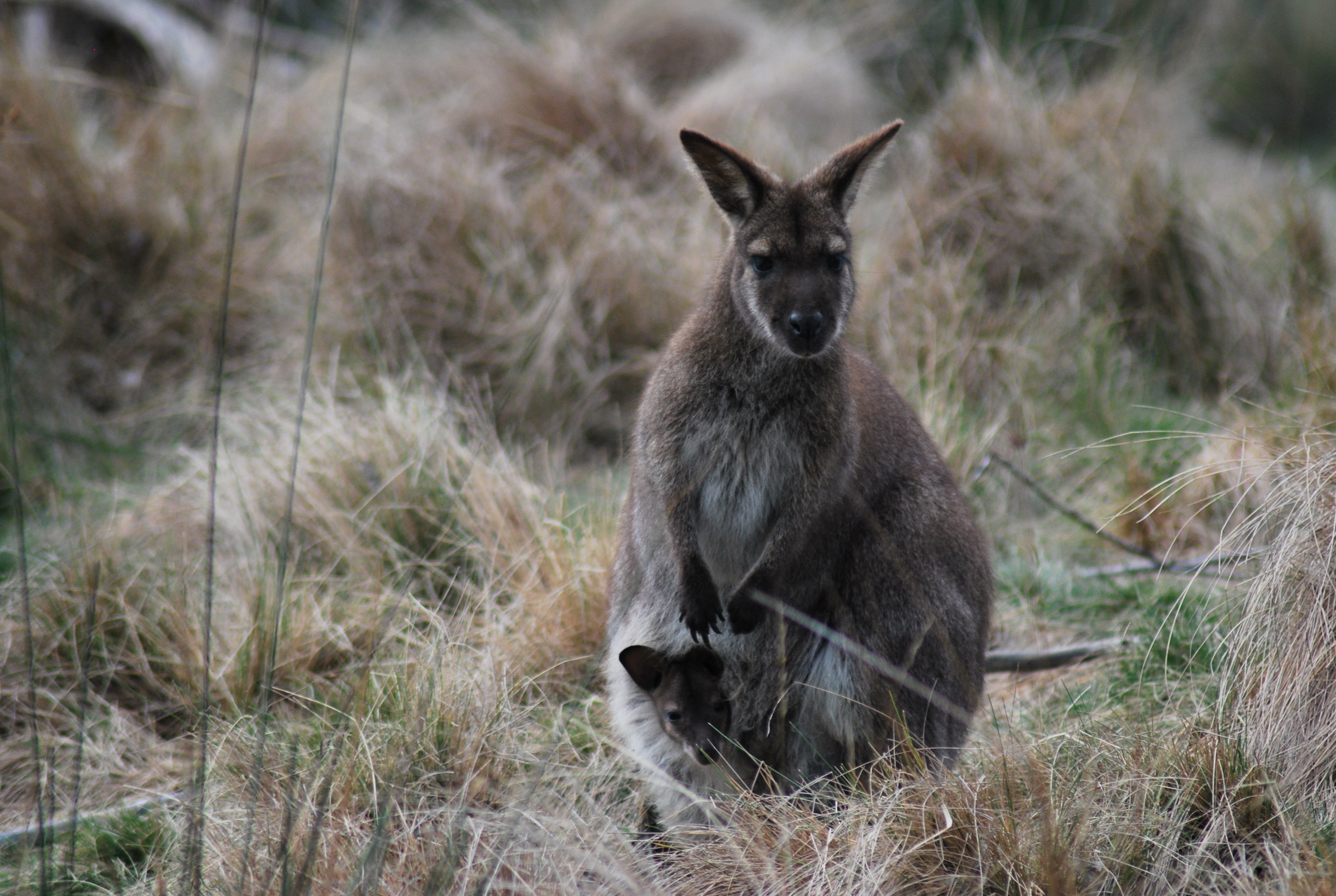 wallaby con cucciolo nel marsupio