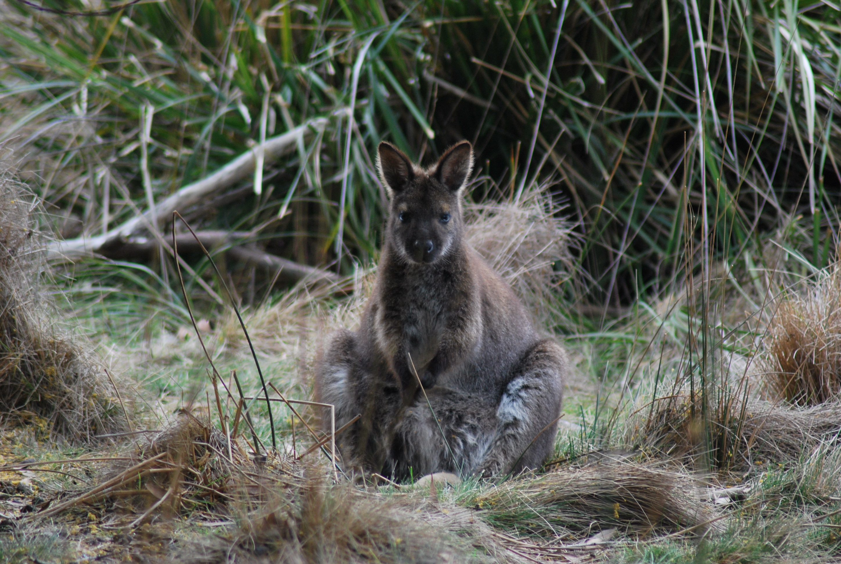 wallaby con marsupio pieno
