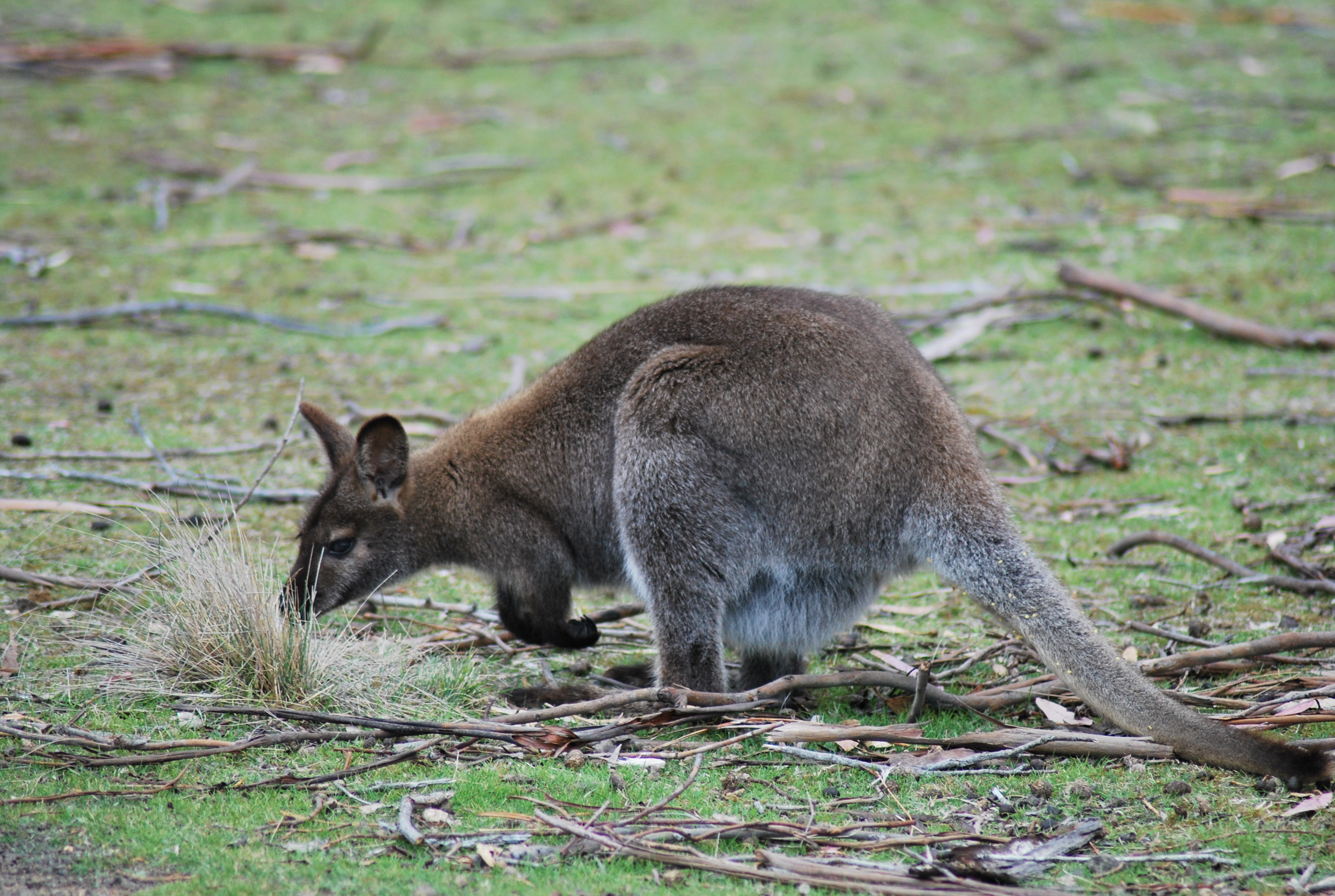 wallaby di profilo con marsupio pieno
