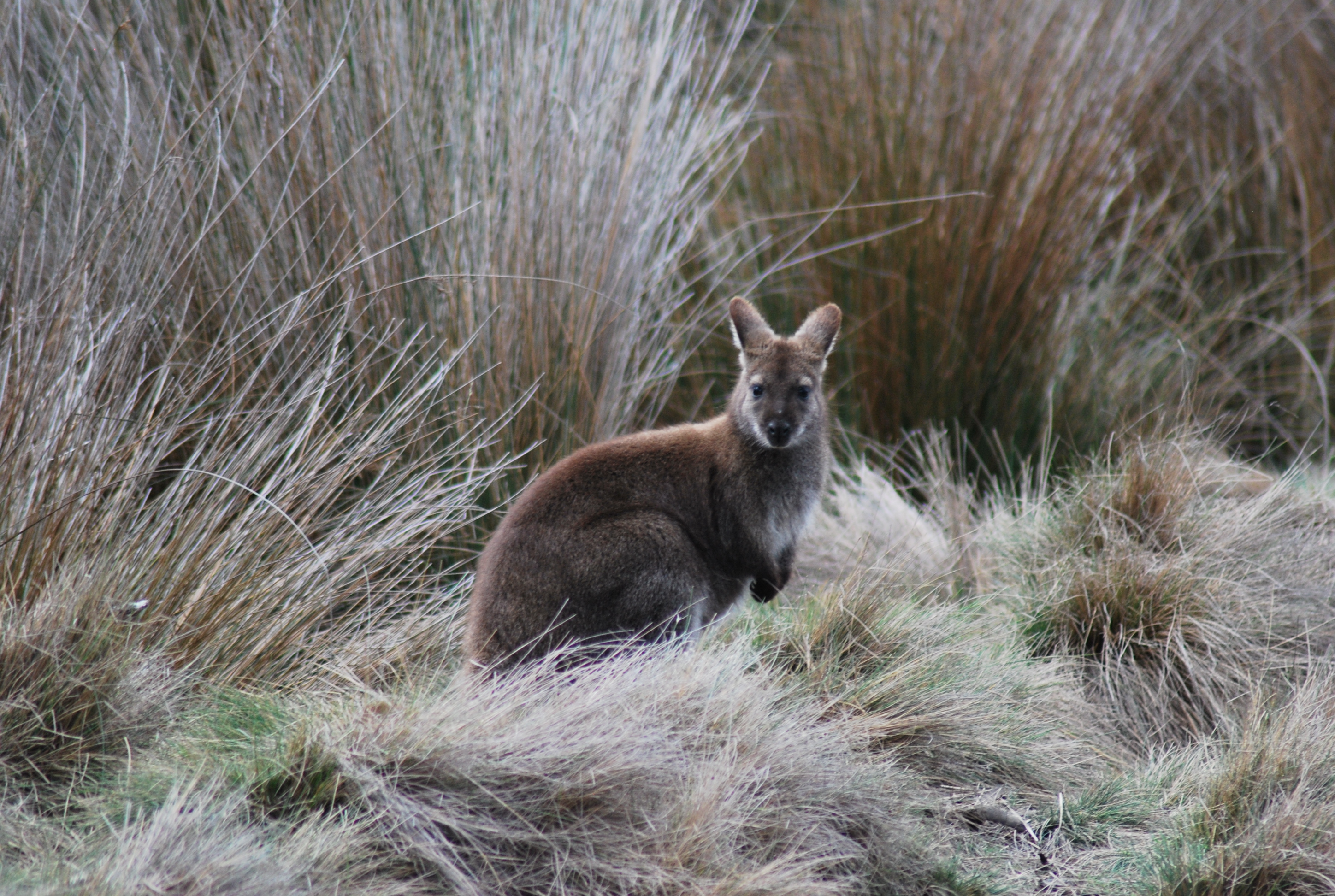 wallaby tra le spighe