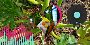 calopsitta, amore, orto e musica