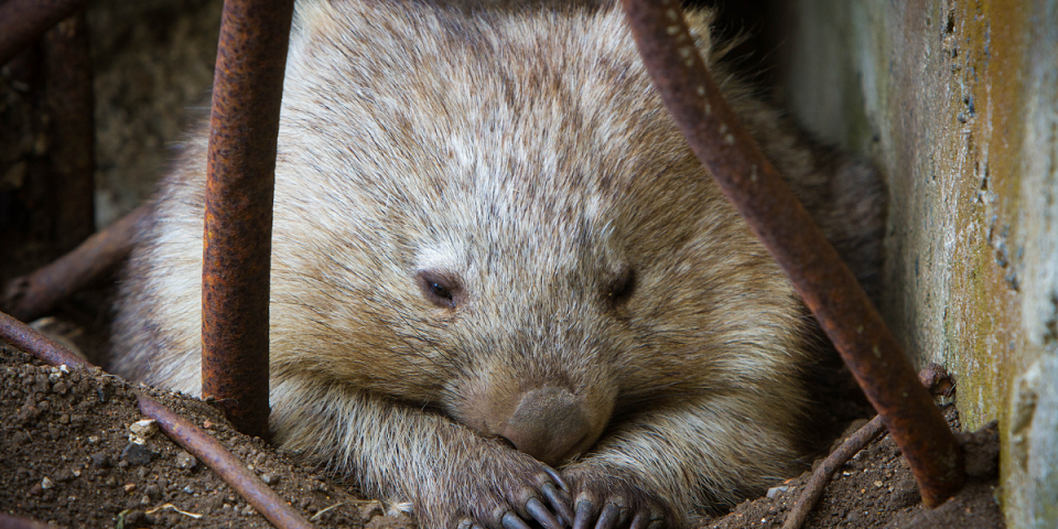 Lucy the Wombat blog english