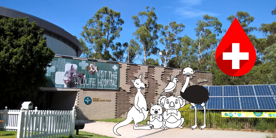 ospedale per animali selvatici healesville wildlife hospital