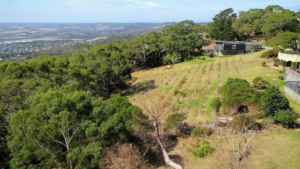 colline australiane con vigneto