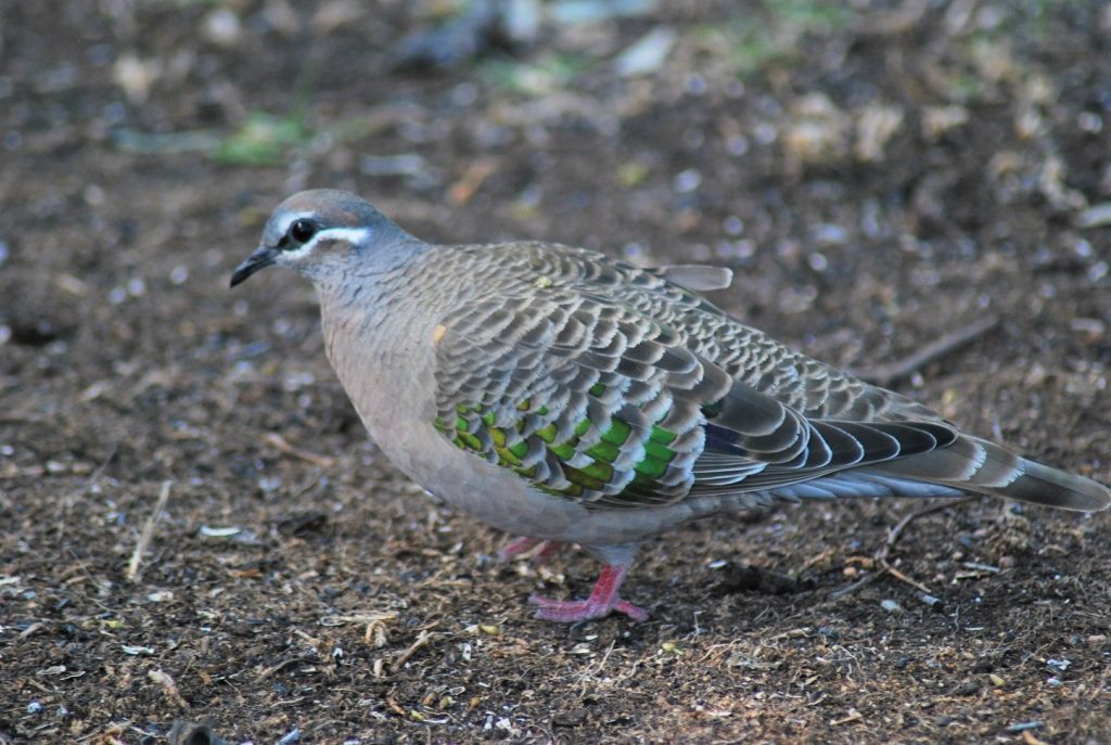 common bronzewing tortora alibronzate