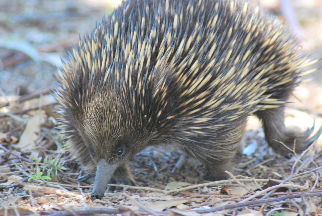 echidna che cerca cibo