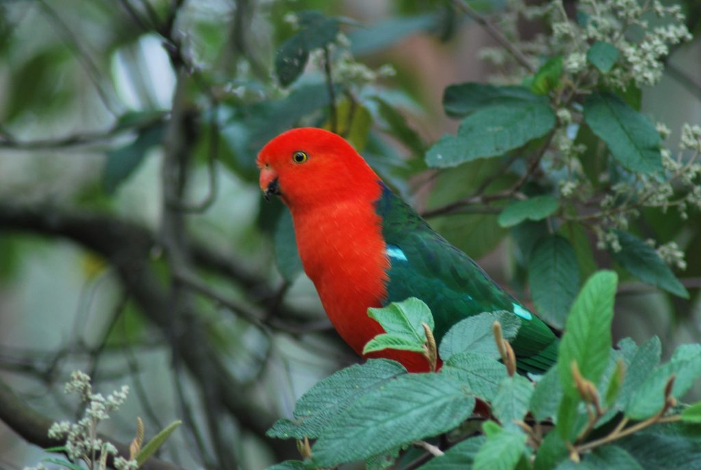 king parrot pappagallo re australiano