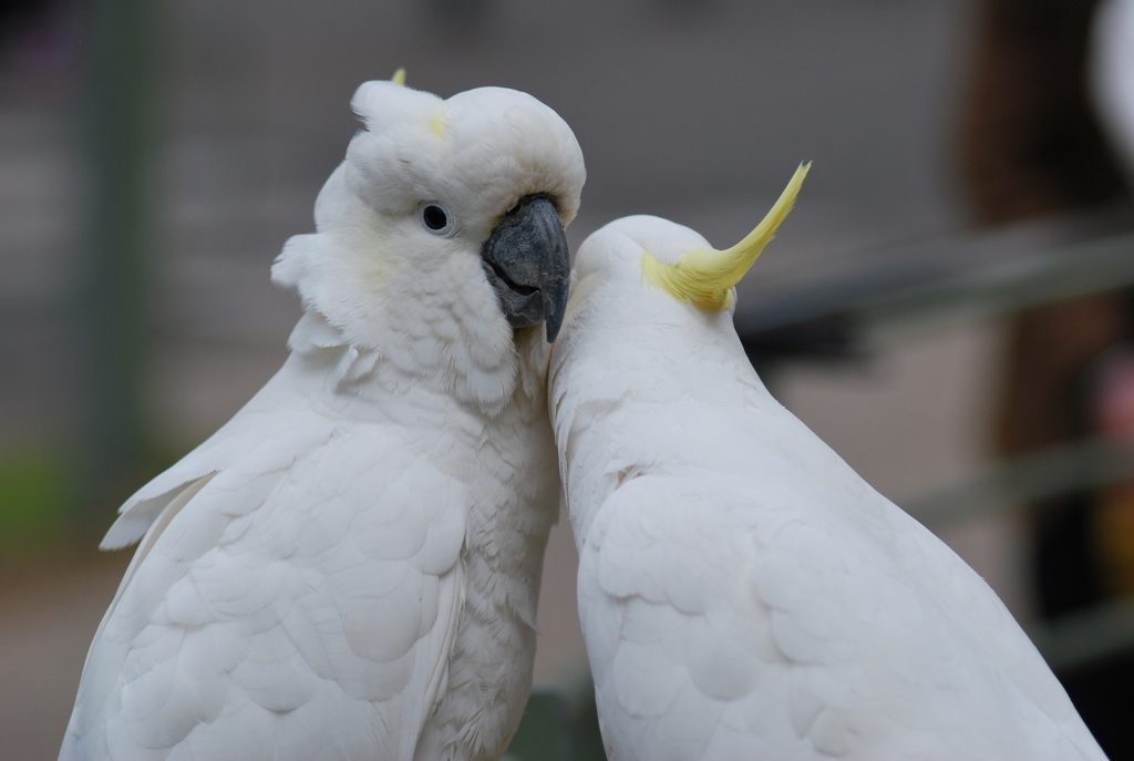 pappagalli cacatua vicini che si coccolano in coppia