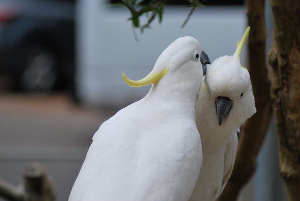 pappagalli cacatua coppia che si fa i dispetti