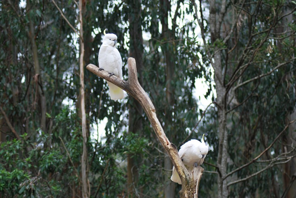 due pappagalli cacatua bianchi sull'albero