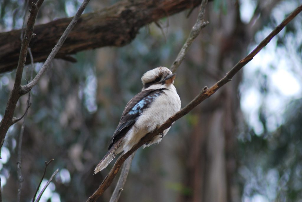 kookaburra su un ramo