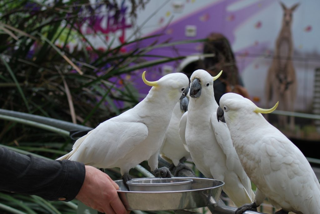 pappagalli cacatua che litigano per il cibo