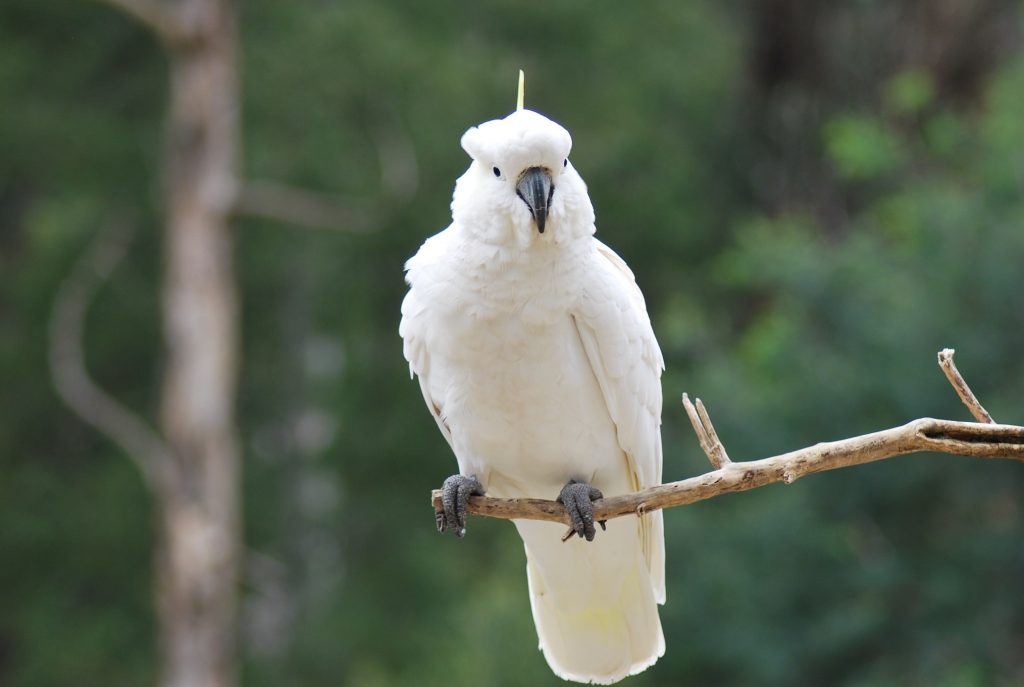 pappagallo bianco cacatua su un ramo