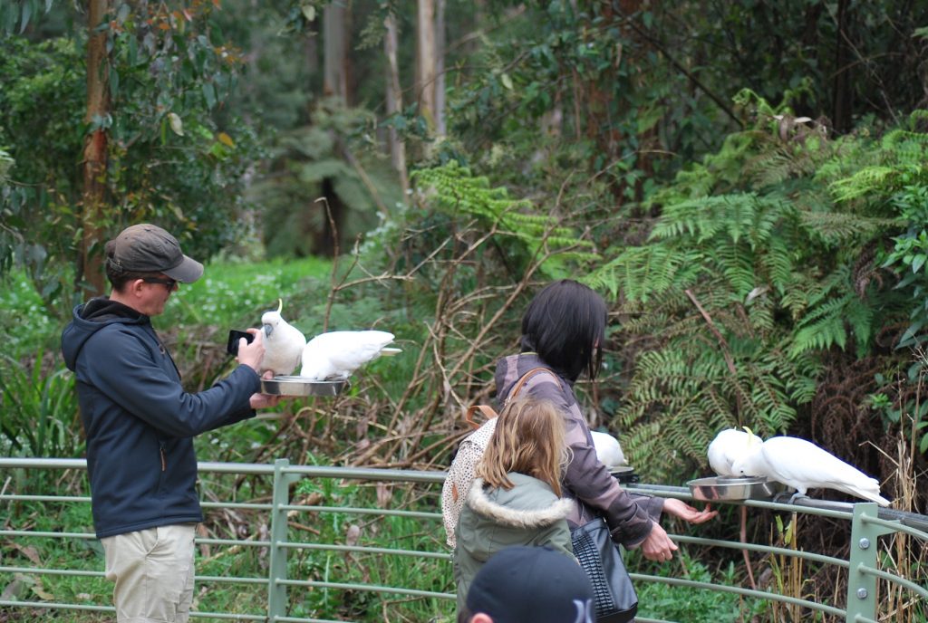 piattaforma dove i turisti nutrono gli uccelli