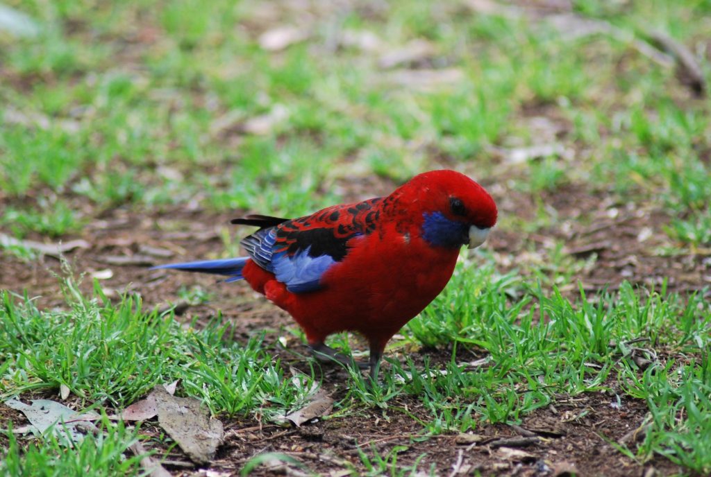 rosella cremisi