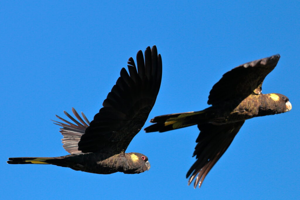 Cacatua neri dalla coda gialla in volo nel cielo blu