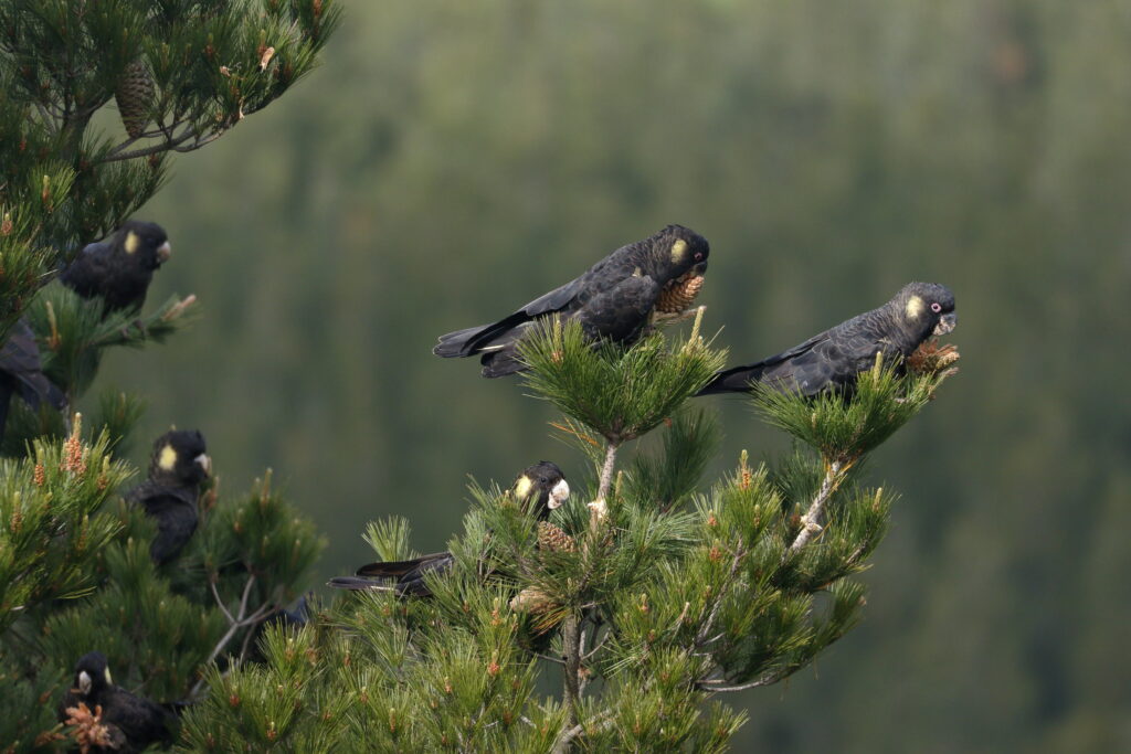 Cacatua neri dalla coda gialla che mangiano pigne su un albero