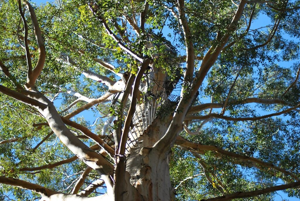 Gloucester tree, albero con pioli sul tronco visto dal basso