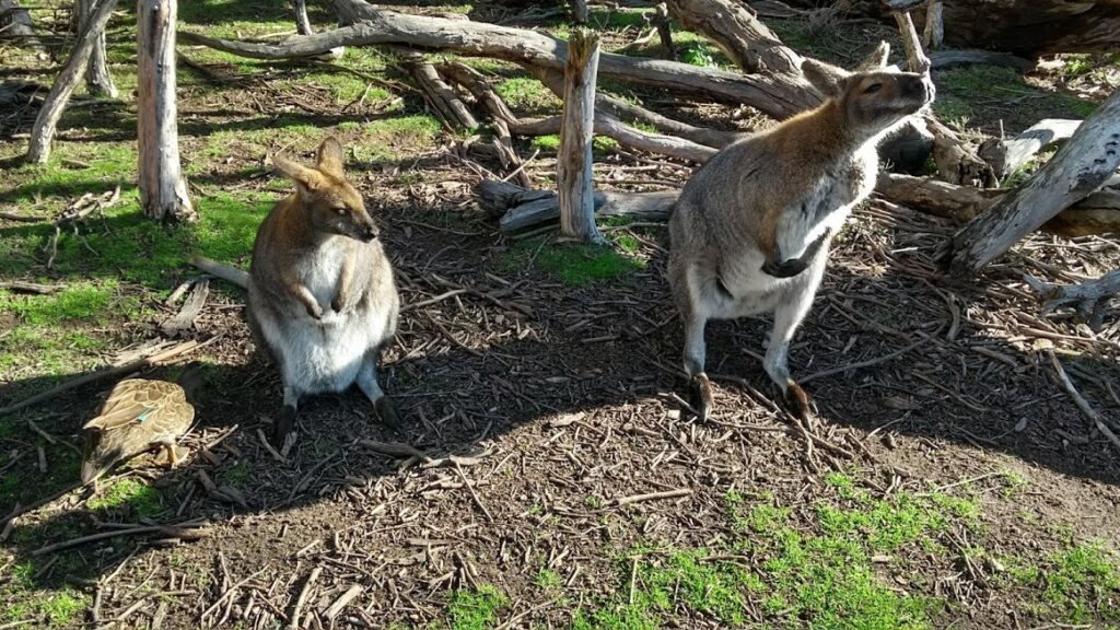 due wallaby curiosi