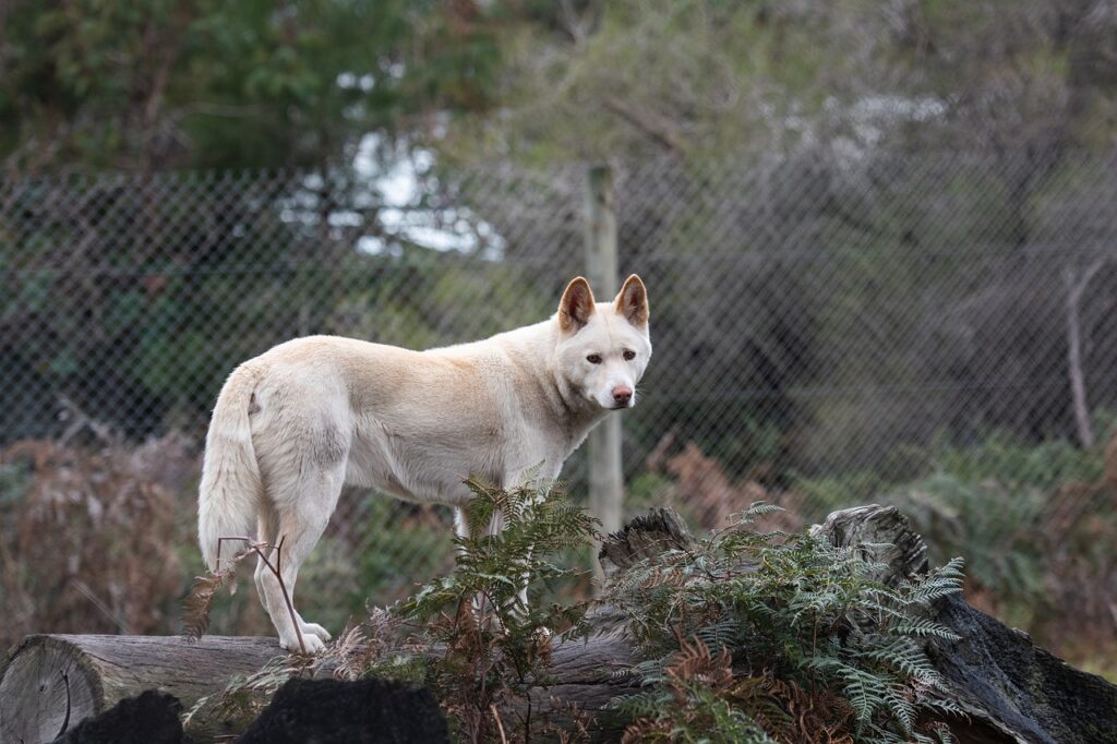 Un dingo quasi bianco