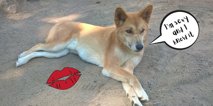 dingo, cane australiano bellissimo