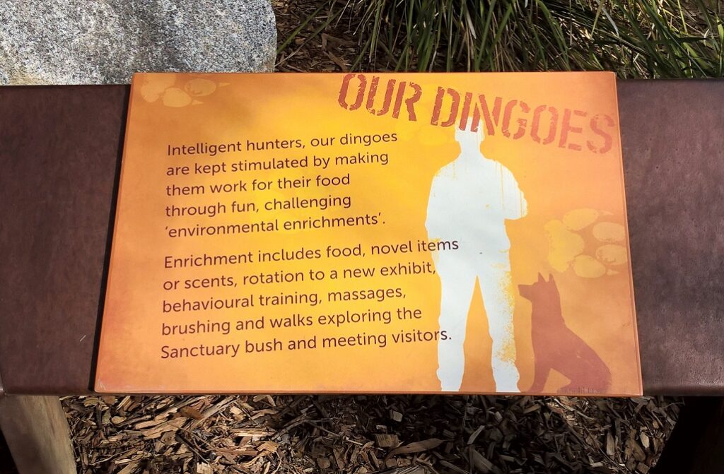 Come tenere i dingo in cattività al meglio, secondo lo Healesville Wildlife Park